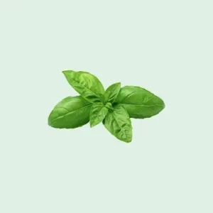 Boutique basilic genovese