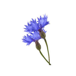 Bleuet