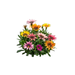 Boutique Gazania