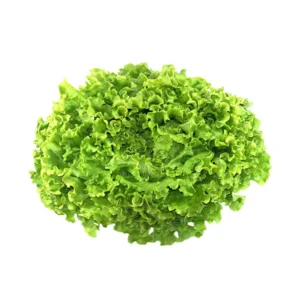 Salade Batavia