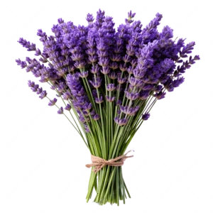Lavande