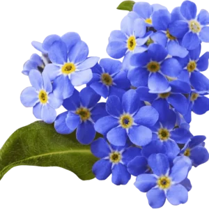Myosotis