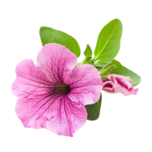 Pétunia