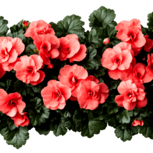 begonia