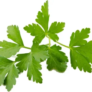 coriandre