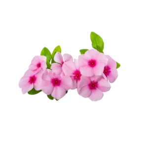 Impatiens